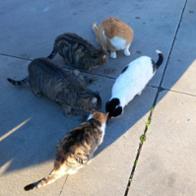 Felinos de Pinares  Asociación