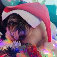 Mireia Falcon Traveria