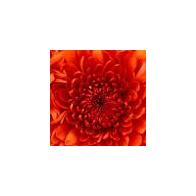 Carolina Antolin Fernandez