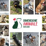 Dimensione Animale Bergamo ODV