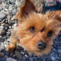 Sandra Toro Fernández