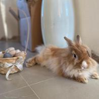 Sunshine Joy Artates