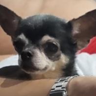 Rase soldevilla González