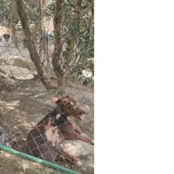 Luis  Corchado noble