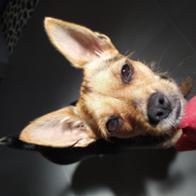 Vicen Serrano Escriva