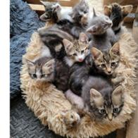 Animassistance St Ciers