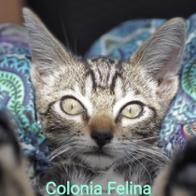 COLONIA FELINA Camins VALENCIA