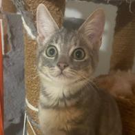 Les chats de la rue  Lemberton