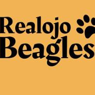 Realojo Beagles