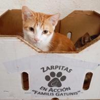 Zarpitas  En Acción