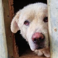 I nostri amici a 4 zampe  Rifugio