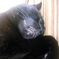 Almudena Torres Gambín