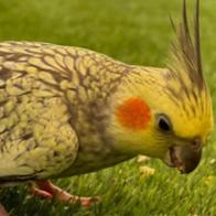 Ninfamilia  Vega y Lyra