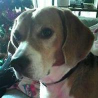 Jose Villaescusa Aranda