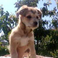 Christine  Cariglino