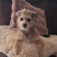 Christine  Cariglino