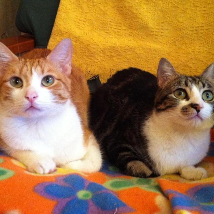 Alfonso Martin Alonso