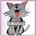 CES Don Gato  Don gato