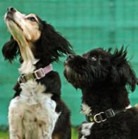 Nicolé Mäschig-Nölle