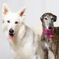 Laura Lopez Cañuzares