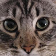 Igor Khimonin Chigrin