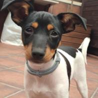 Juan Carlos  Domínguez Marín