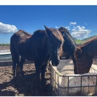 EQUINO SENTIDO ASOCIACIÓN