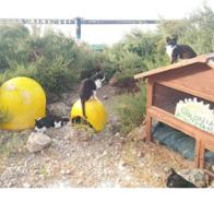 Gatos  de la Costa : Teaming