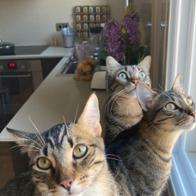 Rosa Mª Llurba Ortiz