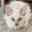 ASSOCIAZIONE LIBERA ANIM. Animali 