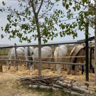 Natura Sentir nos hace iguales