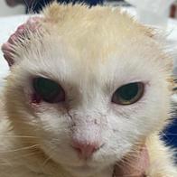 Asociación Felina  Los Bombones