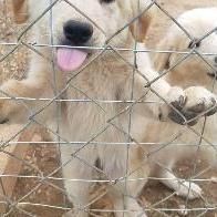 ASSOCIAZIONE PHOENIX