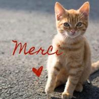 Association Chatons des Rues