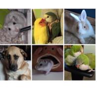 Una familia  Muy animal