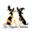 Le Stregatte Salentine ODV