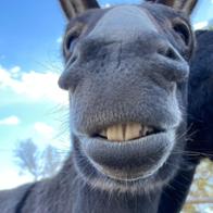 Sonia Basart Batista