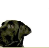 Karin van Nieuwenhuizen