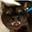Defens Animales