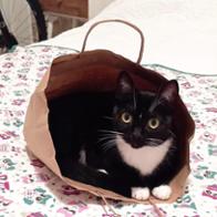 Hector Perdomo Nogales