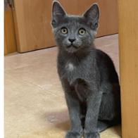 Gatos Alfindeños Asociacion