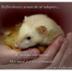 Cody's Ferret asbl