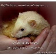 Cody's Ferret asbl