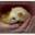 Cody's Ferret asbl