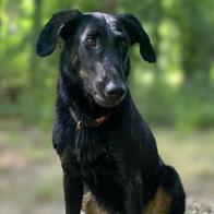 Association  La promesse de Joy