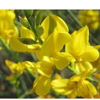 Irene  Martinez Albesa