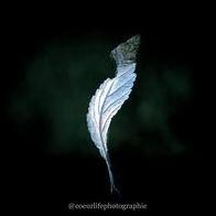 Cynthia Yorel
