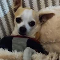 Teresa Crespo Toscano