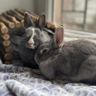 Gema Ramírez Rodríguez