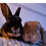 patricia sorribas lorenzo